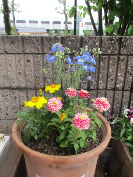 植え替え