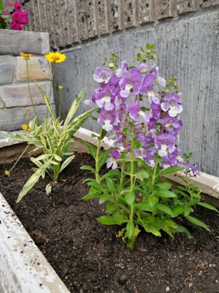 ｱﾛﾆｱﾋﾞｯｸﾞ、 ｺﾚｵﾌﾟｼｽ