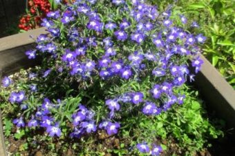 2017年6月　緑化活動