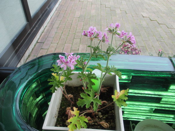 ｾﾝﾃｯﾄﾞｾﾞﾗﾆｳﾑ:ﾚﾓﾝﾛｰｽﾞ