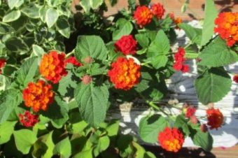 2018年7月緑化活動